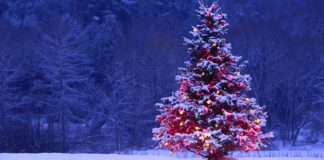 ПЦУ призвала отказаться от срубленных елок на Новый год и Рождество ПЦУ призвала отказаться от срубленных елок на Новый год и Рождество