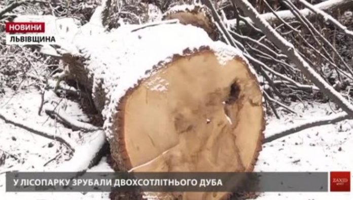Дело по вырубке 200-летних дубов в Дрогобыче расследует СБУ
