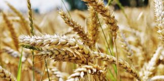 Европейские агрономы против запрета продажи земли иностранцам Европейские агрономы против запрета продажи земли иностранцам