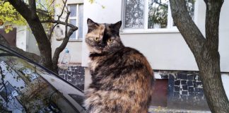 Полтавские коты будут признаны экосистемой города Полтавские коты будут признаны экосистемой города