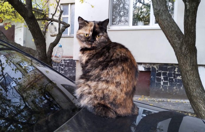 Полтавские коты будут признаны экосистемой города