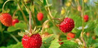 Аграрии прокомментировал рост цен на землянику Аграрии прокомментировал рост цен на землянику