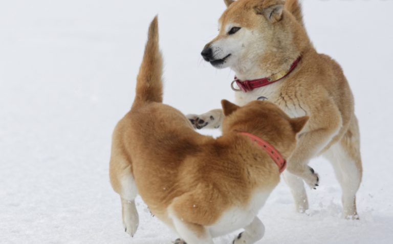 Shiba Inu вернулся выше Dogecoin, поскольку Coinbase изменяет максимальную точность цены SHIB