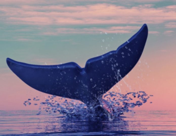 Хотя коррекция на рынке криптовалют продолжается, и некоторые киты оставляют свои позиции, вводя стейблкоины, этого кита, похоже, не беспокоит 50% -ная коррекция на Шибе, и он покупает токенов на сумму 36 миллионов долларов. Ранее киты сиба-ину потеряли более 4% своих запасов и решили перевести свои средства в Tether. Что касается этого кита, он или она приобрели SHIB либо через внебиржевую сделку, либо через частную сделку на сумму 36 миллионов долларов. Стоимость транзакции в Shib составляет 850 миллиардов токенов. К сожалению для держателей токенов, ценовые действия Shiba, похоже, не следуют за китами, поскольку в настоящее время он теряет 1,2% своей стоимости. Раньше сиба-ину удавалось подорожать на 23%, но затем за несколько дней быстро потеряла все свои доходы. Общий убыток сверху составляет 50%. По сравнению с аналогичными мем-токенами, Shib, похоже, следует общей схеме: криптовалюта Floki потеряла 59% своей стоимости, а Dogecoin потеряла 35% от последней локальной вершины. На момент публикации сиба-ину торгуется на уровне 0,000043 доллара, что считается зоной поддержки, поскольку токен уже достиг ее 19 ноября и успешно протестировал ее, отскочив более чем на 20%.